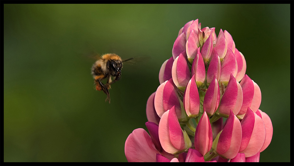 Ackerhummel