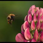 Ackerhummel