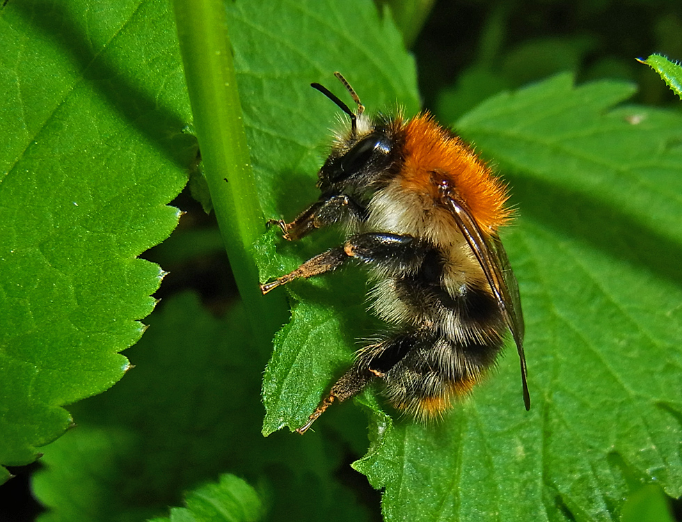 Ackerhummel?