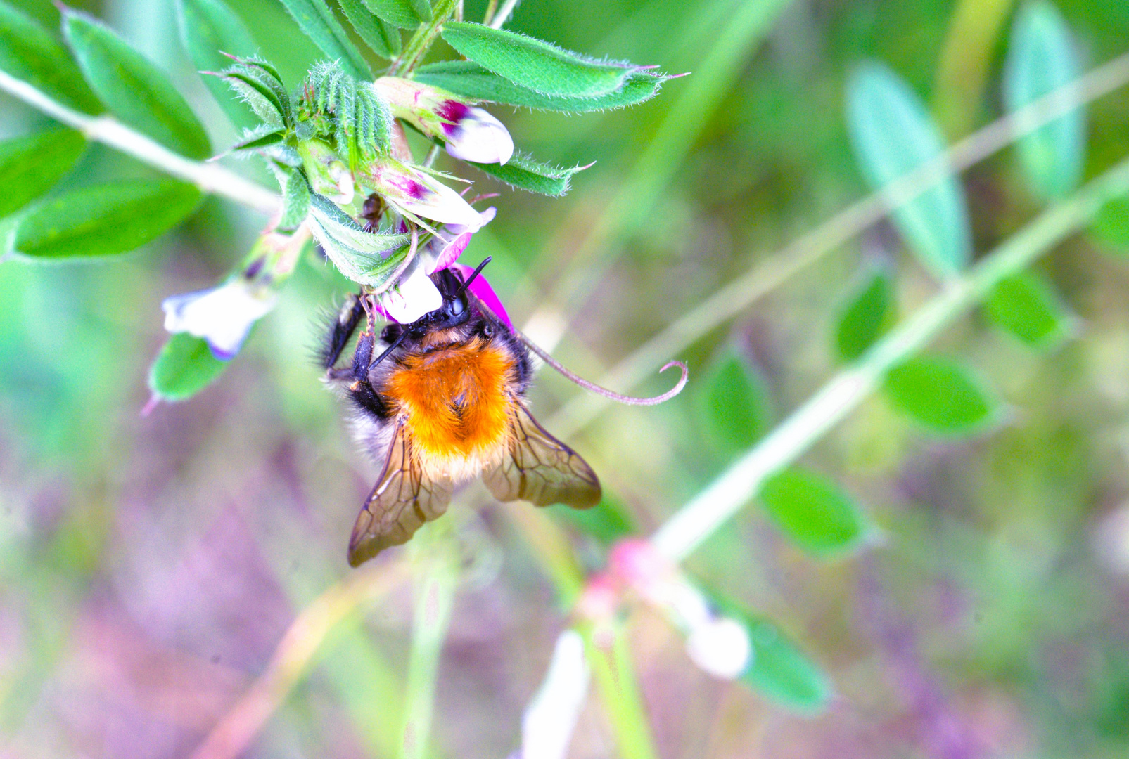 Ackerhummel