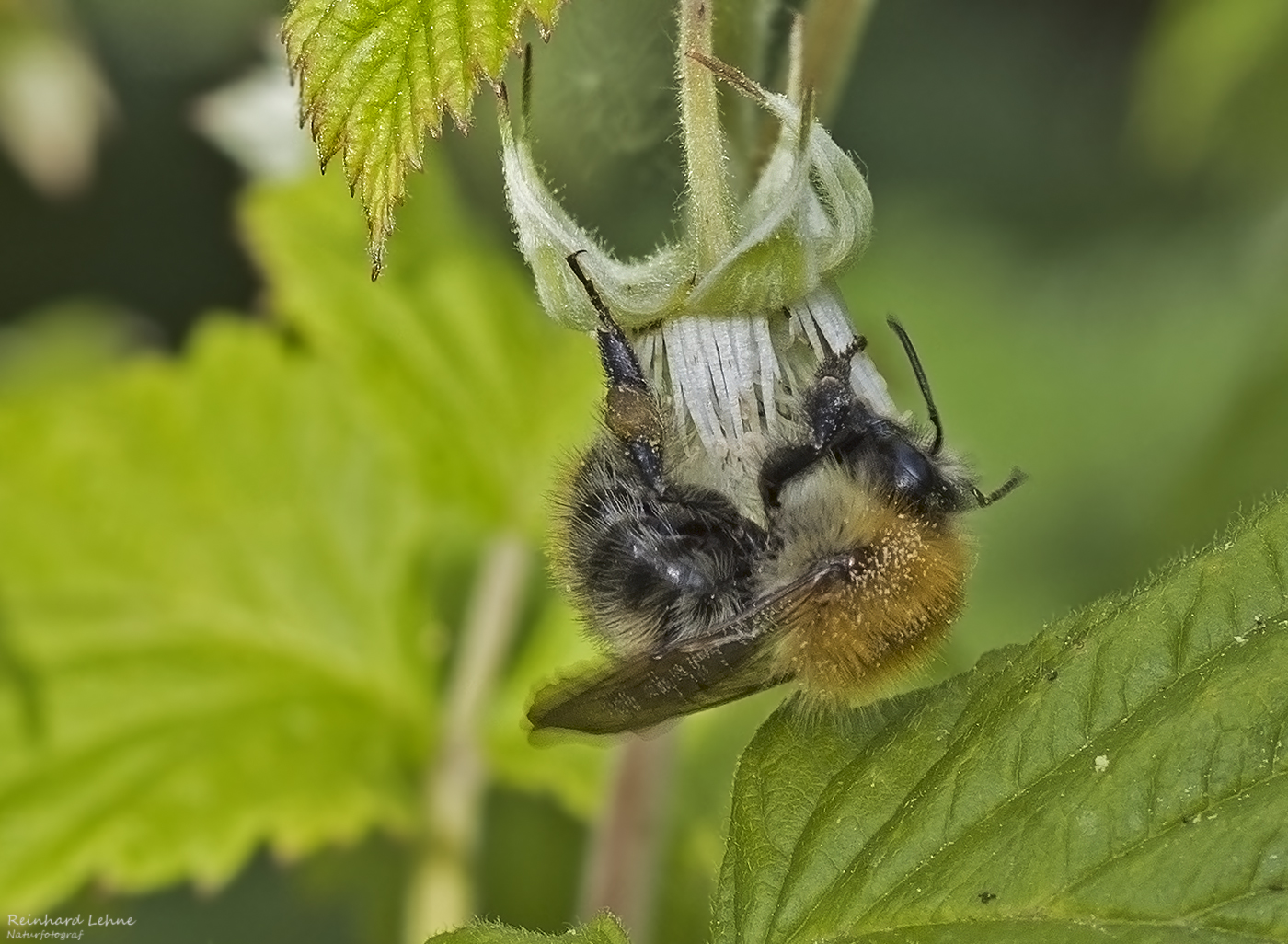   Ackerhummel