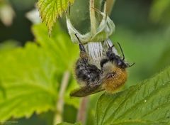   Ackerhummel