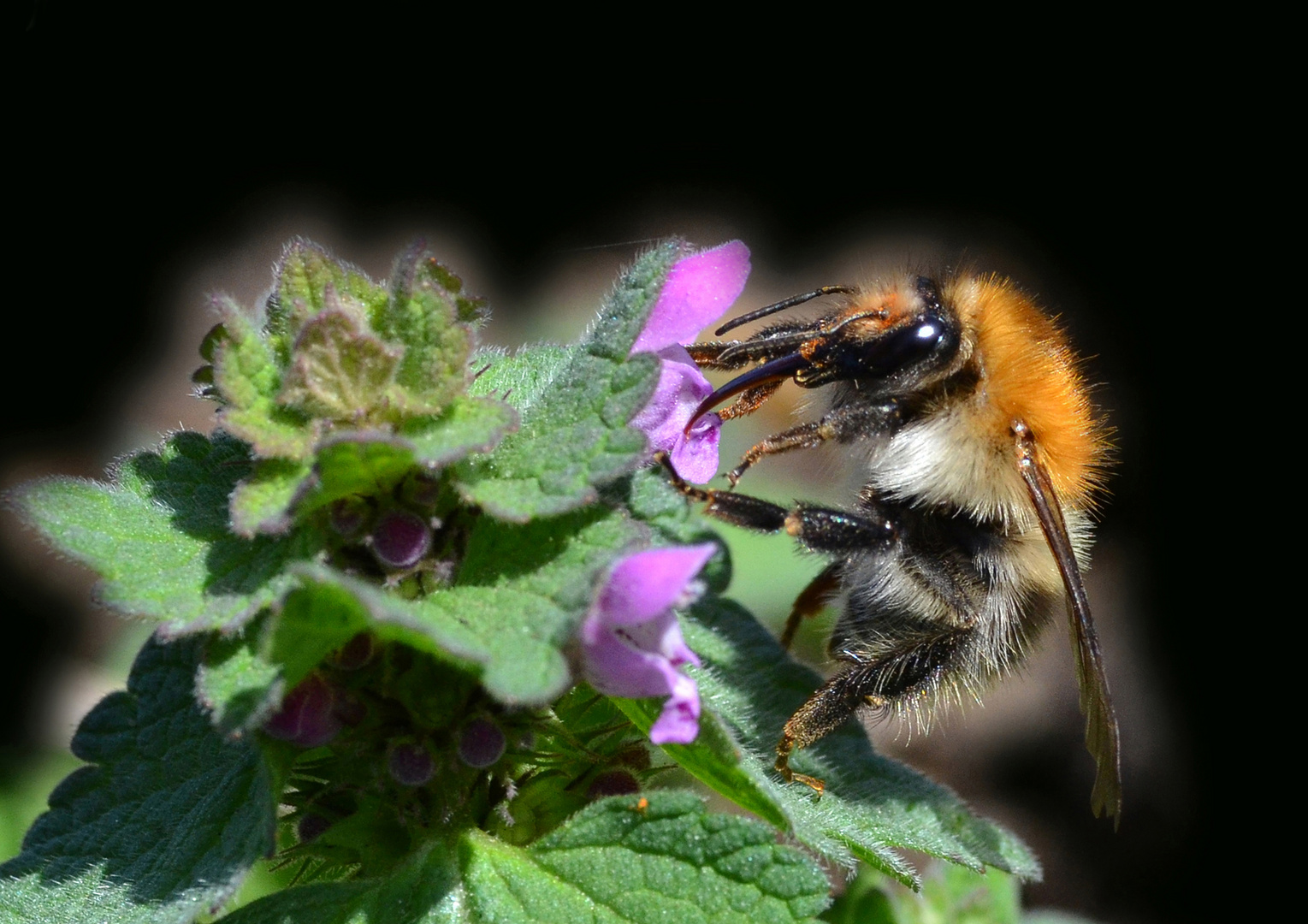 Ackerhummel