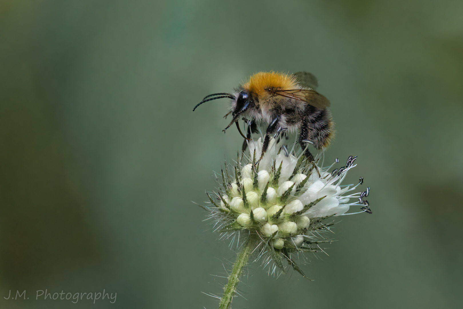 Ackerhummel