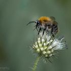 Ackerhummel