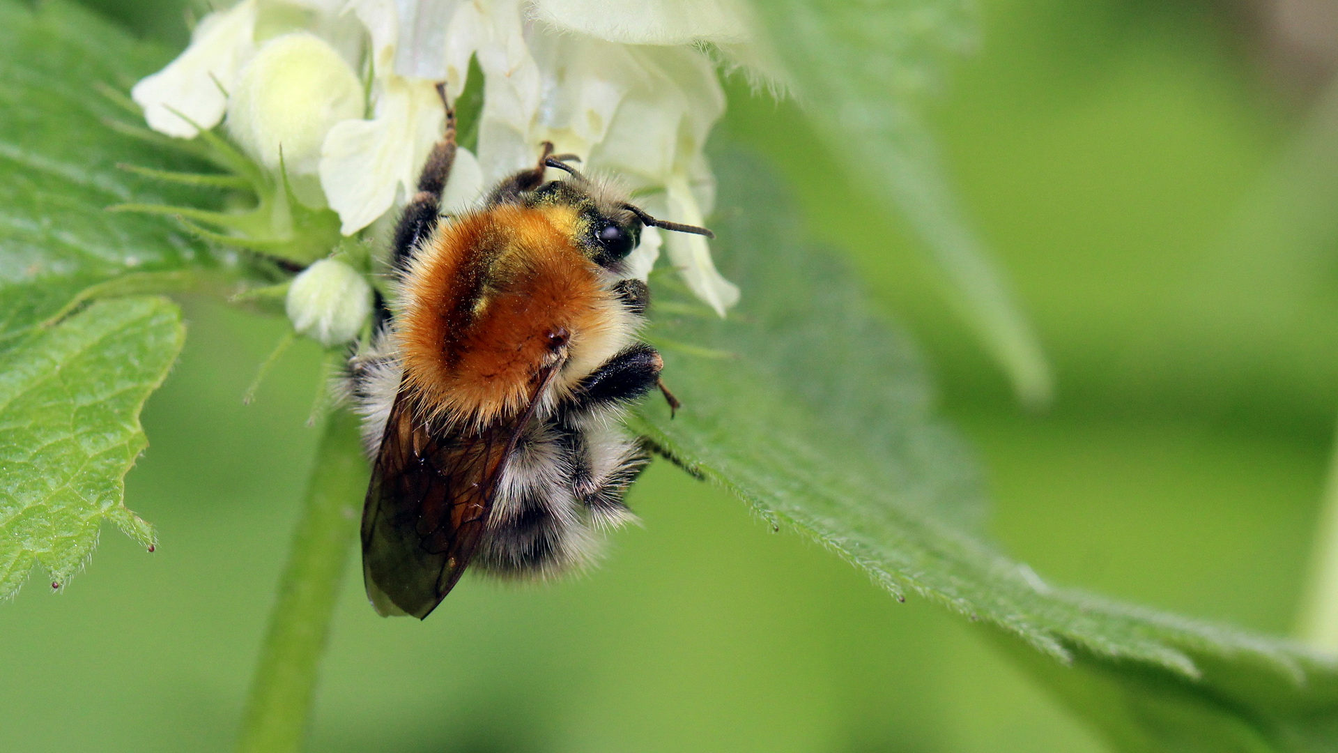 Ackerhummel