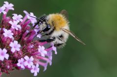 Ackerhummel