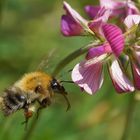 Ackerhummel