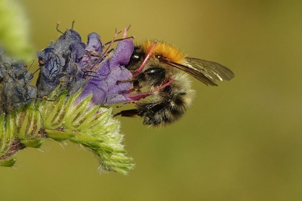 Ackerhummel