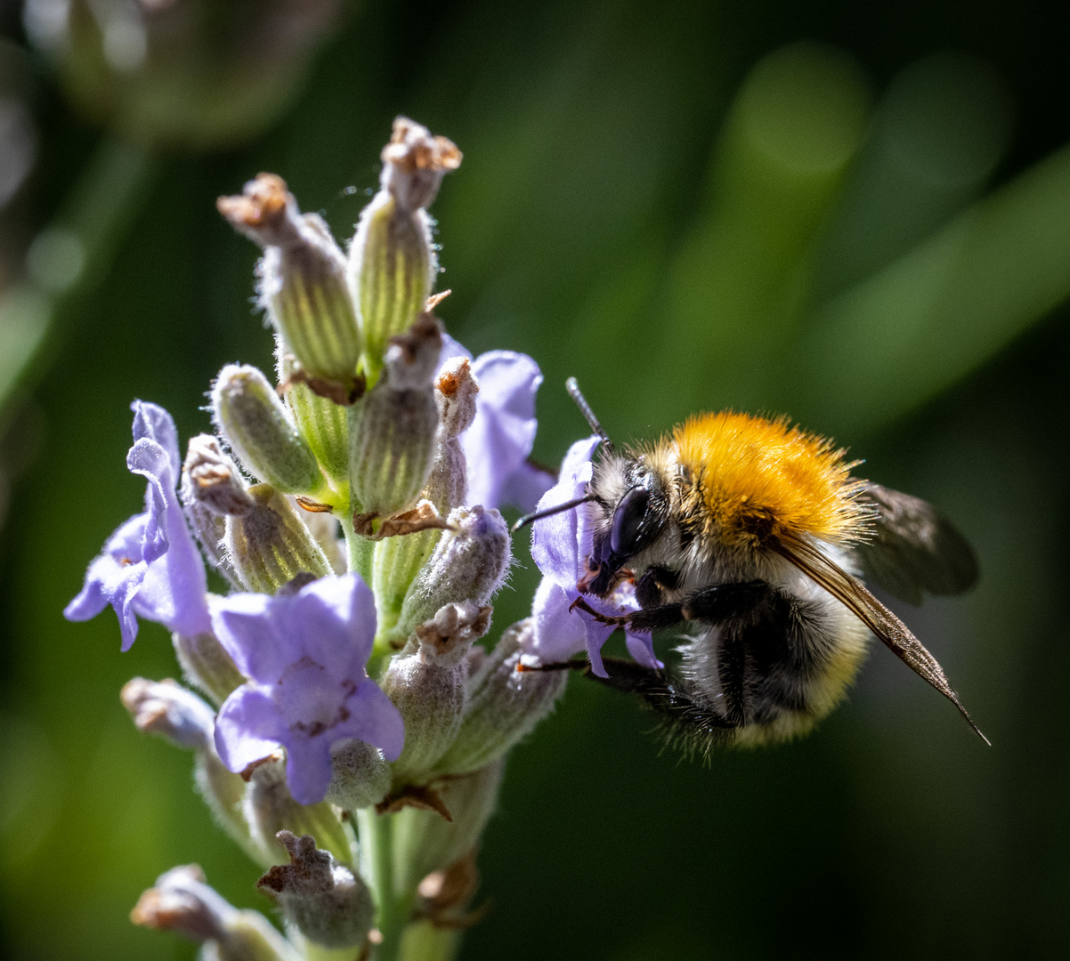 Ackerhummel