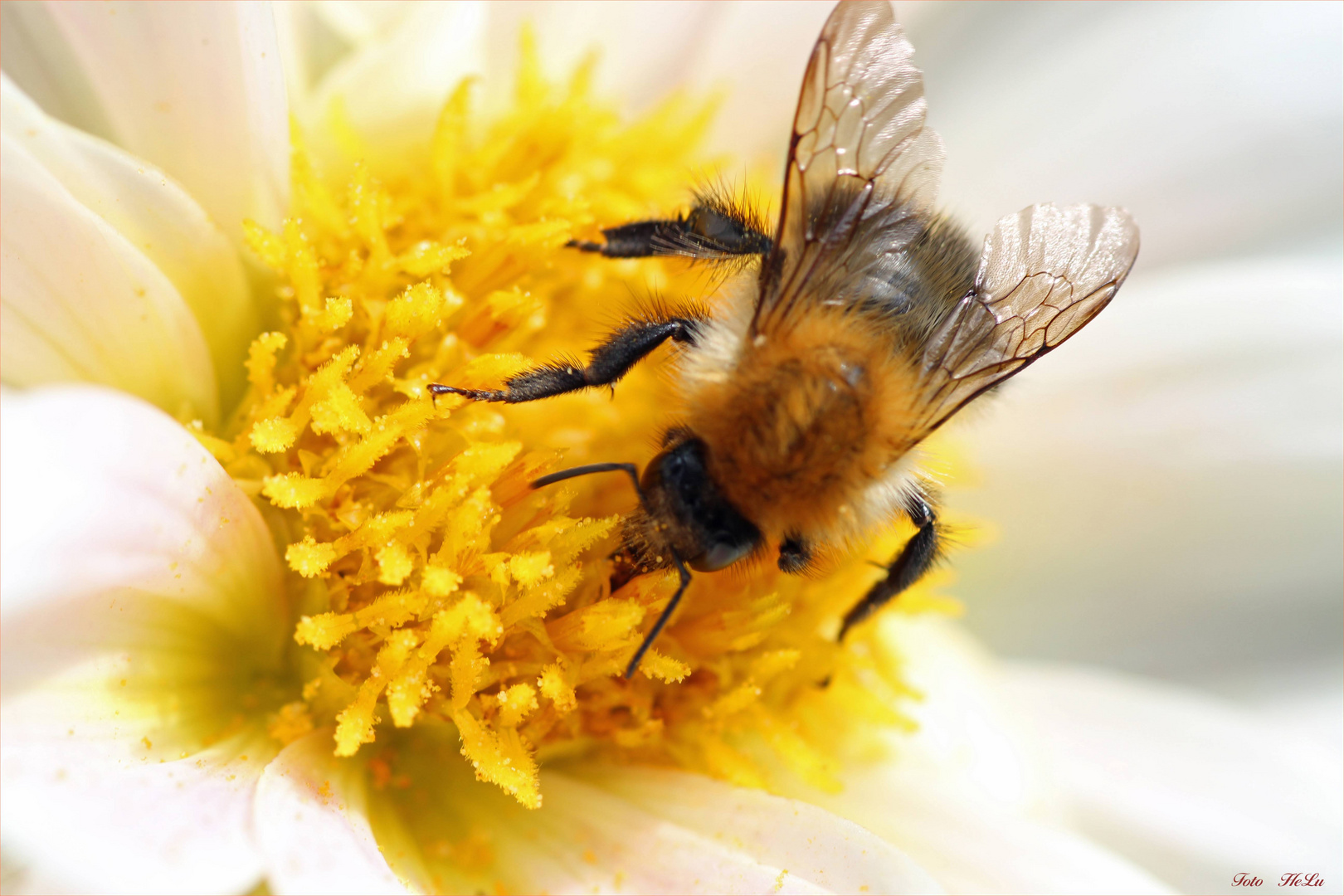 Ackerhummel