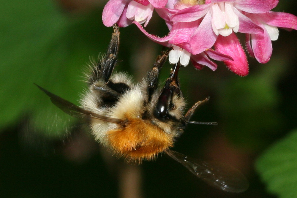 Ackerhummel