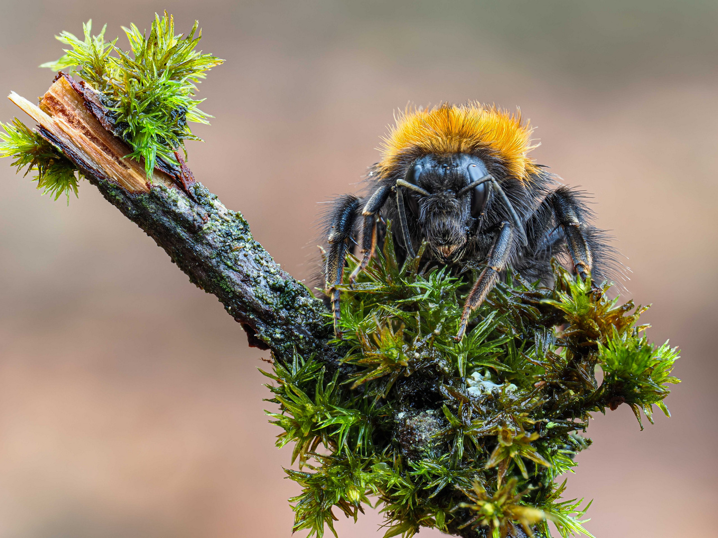 Ackerhummel