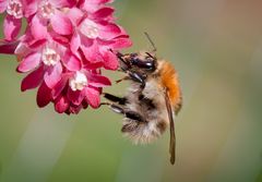 ackerhummel