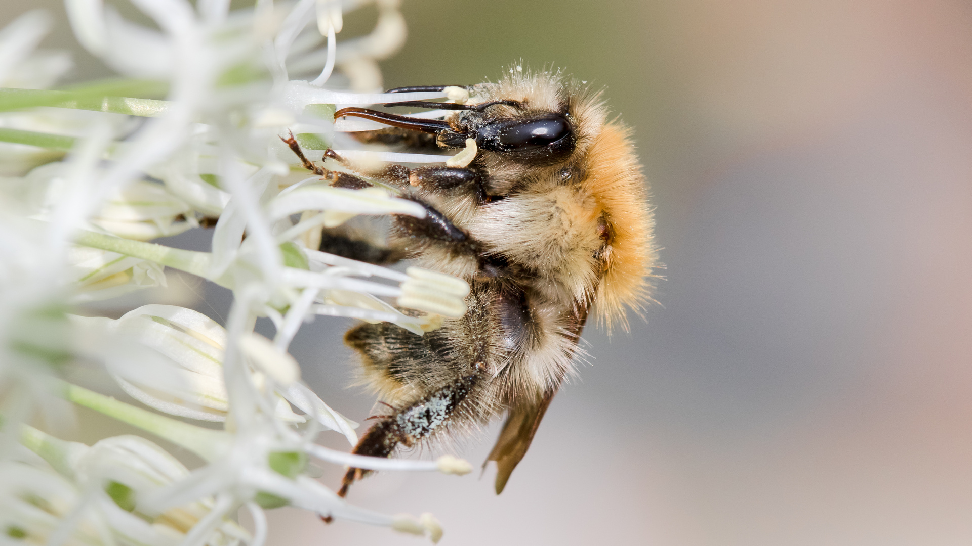 ackerhummel