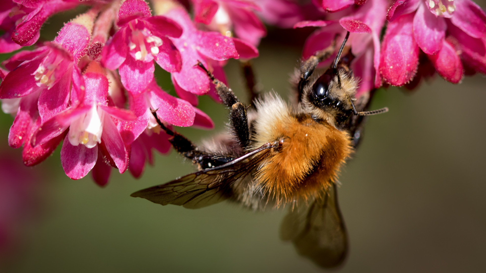 ackerhummel