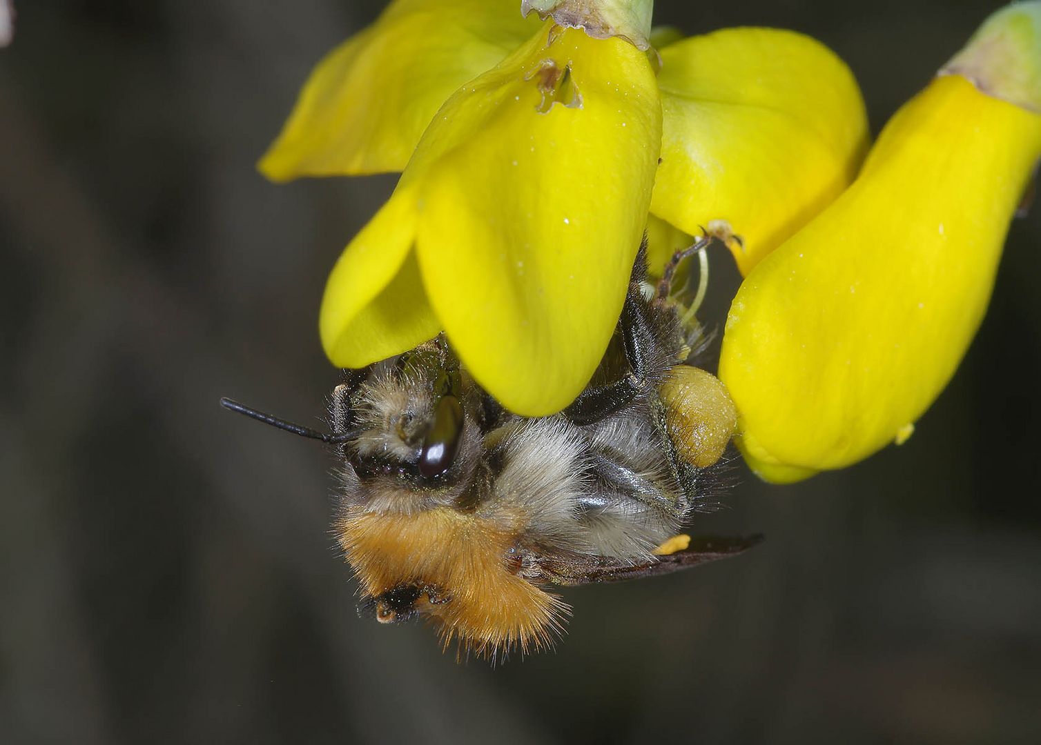 Ackerhummel an Besenginsterblüte