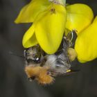 Ackerhummel an Besenginsterblüte