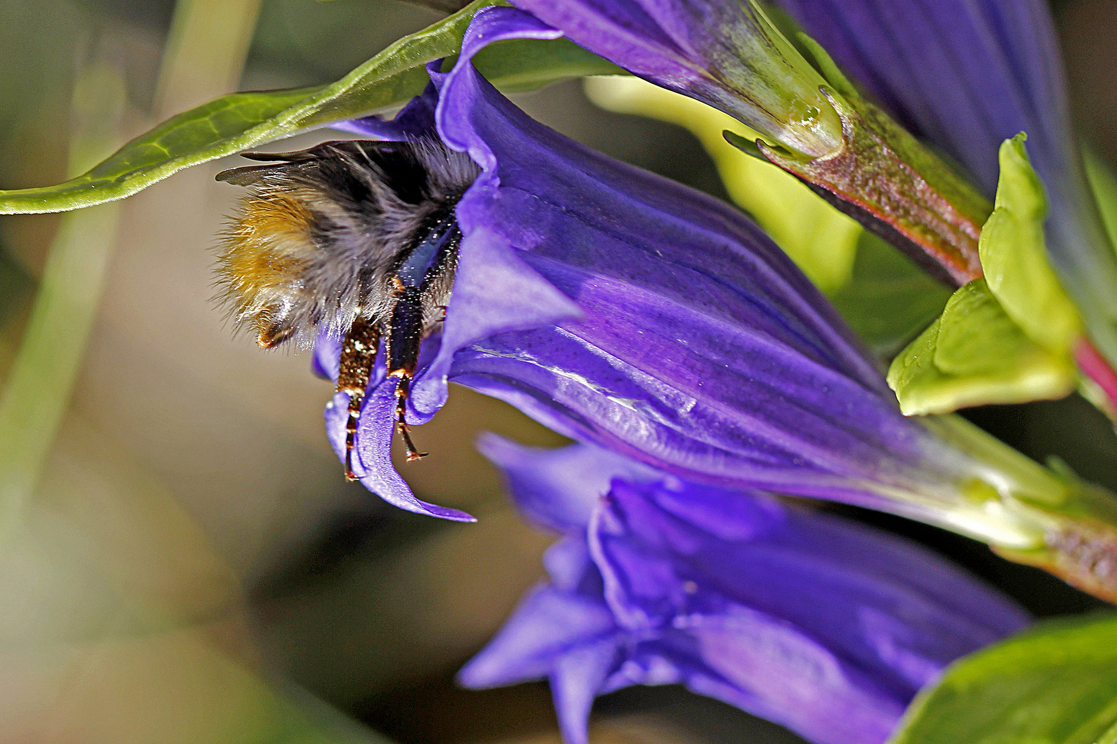 Ackerhummel an Schwalbenwurz-Enzian