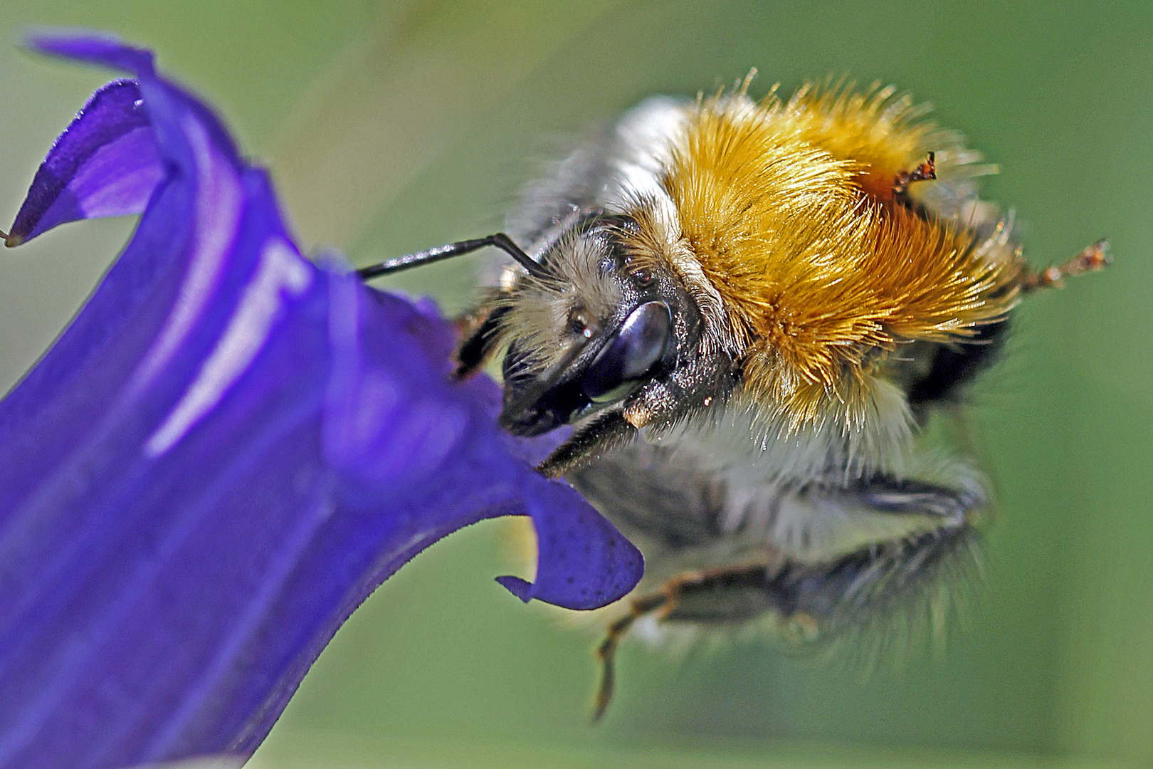 Ackerhummel an Schwalbenwurz-Enzian