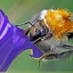 Ackerhummel an Schwalbenwurz-Enzian