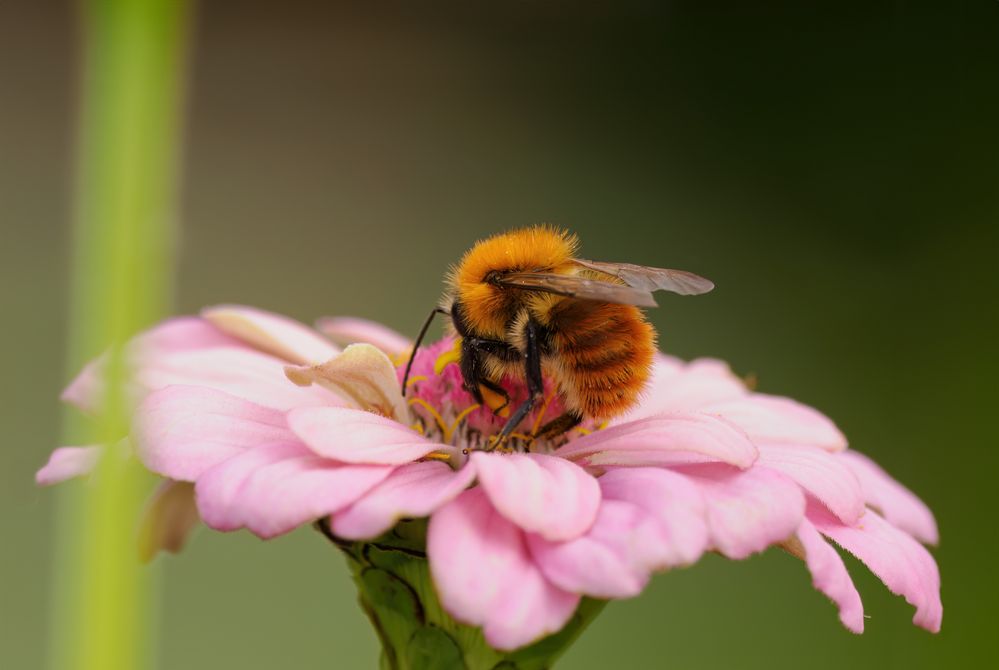 Ackerhummel an Zinnie