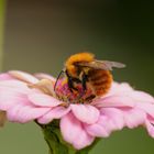 Ackerhummel an Zinnie