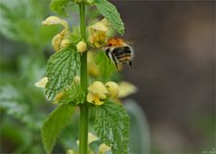 Ackerhummel  Anflug auf Gelbe Taubnessel