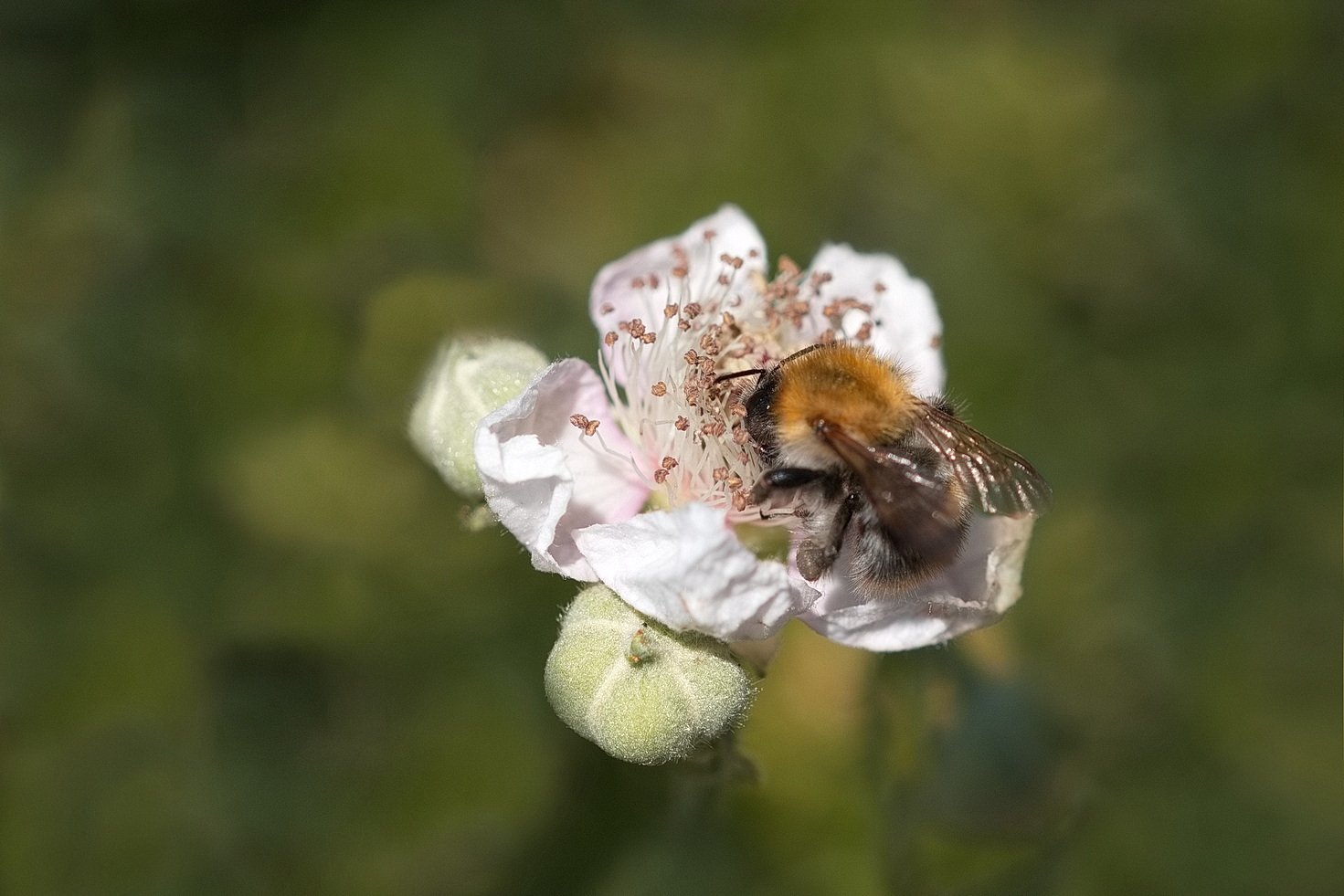 Ackerhummel auf Brombeerblüte