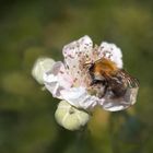 Ackerhummel auf Brombeerblüte