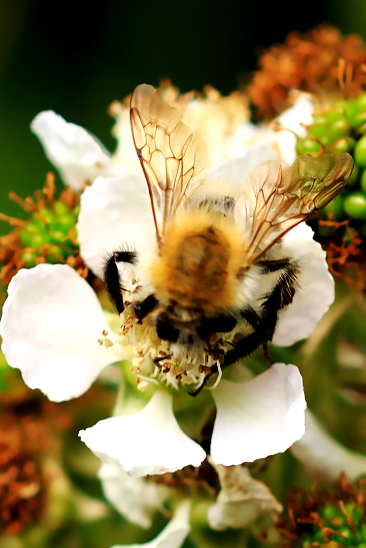 Ackerhummel auf Brombeerblüte