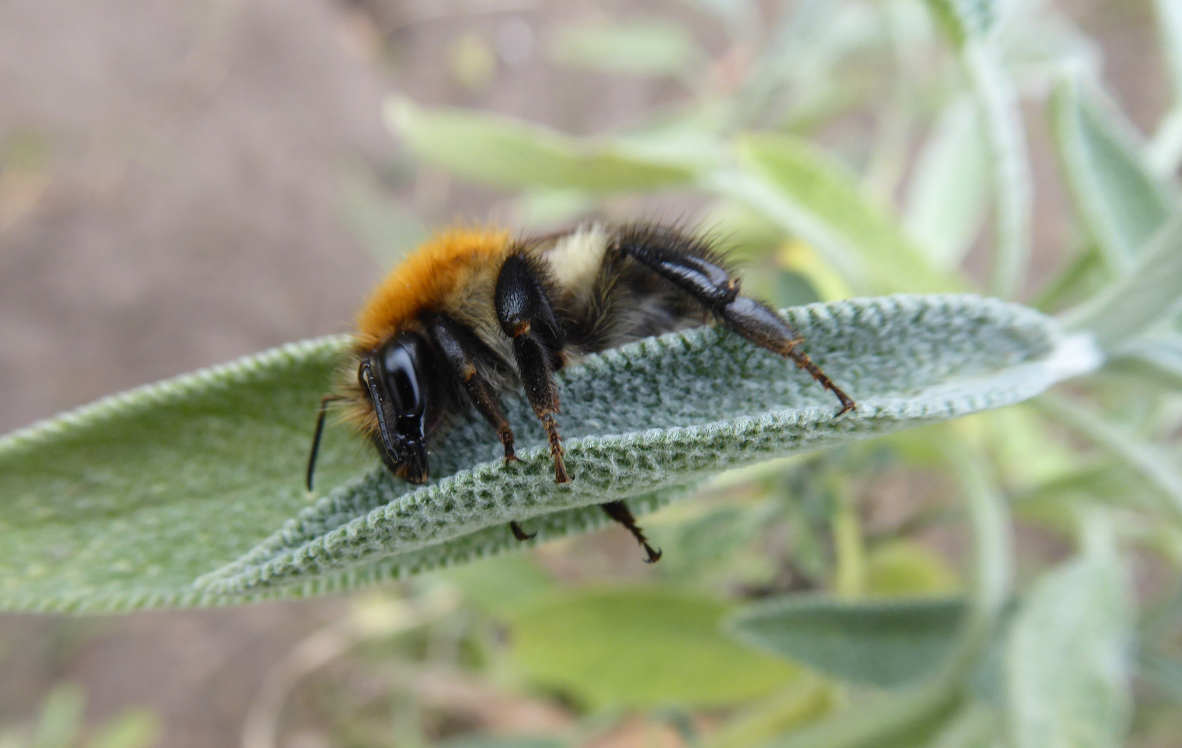 Ackerhummel auf dem Salbeiblatt