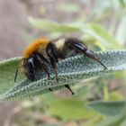 Ackerhummel auf dem Salbeiblatt