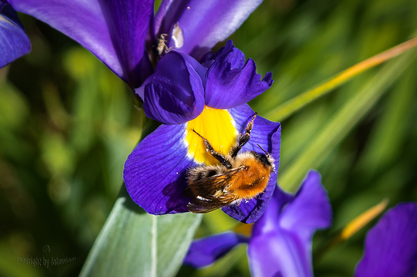 Ackerhummel auf einer Irisblüte
