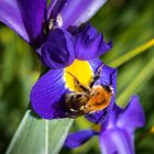 Ackerhummel auf einer Irisblüte