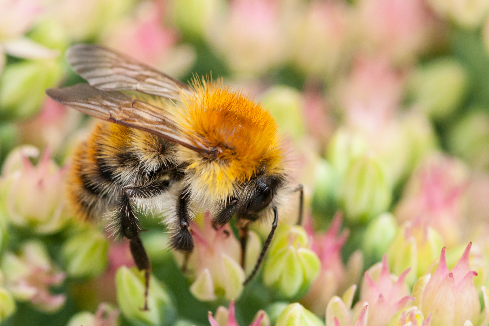 Ackerhummel auf Fetter Henne