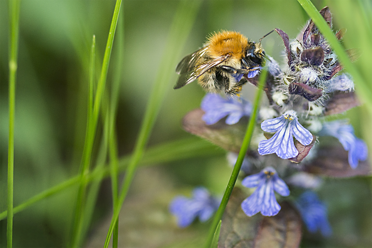 Ackerhummel auf Gundermann