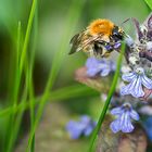 Ackerhummel auf Gundermann