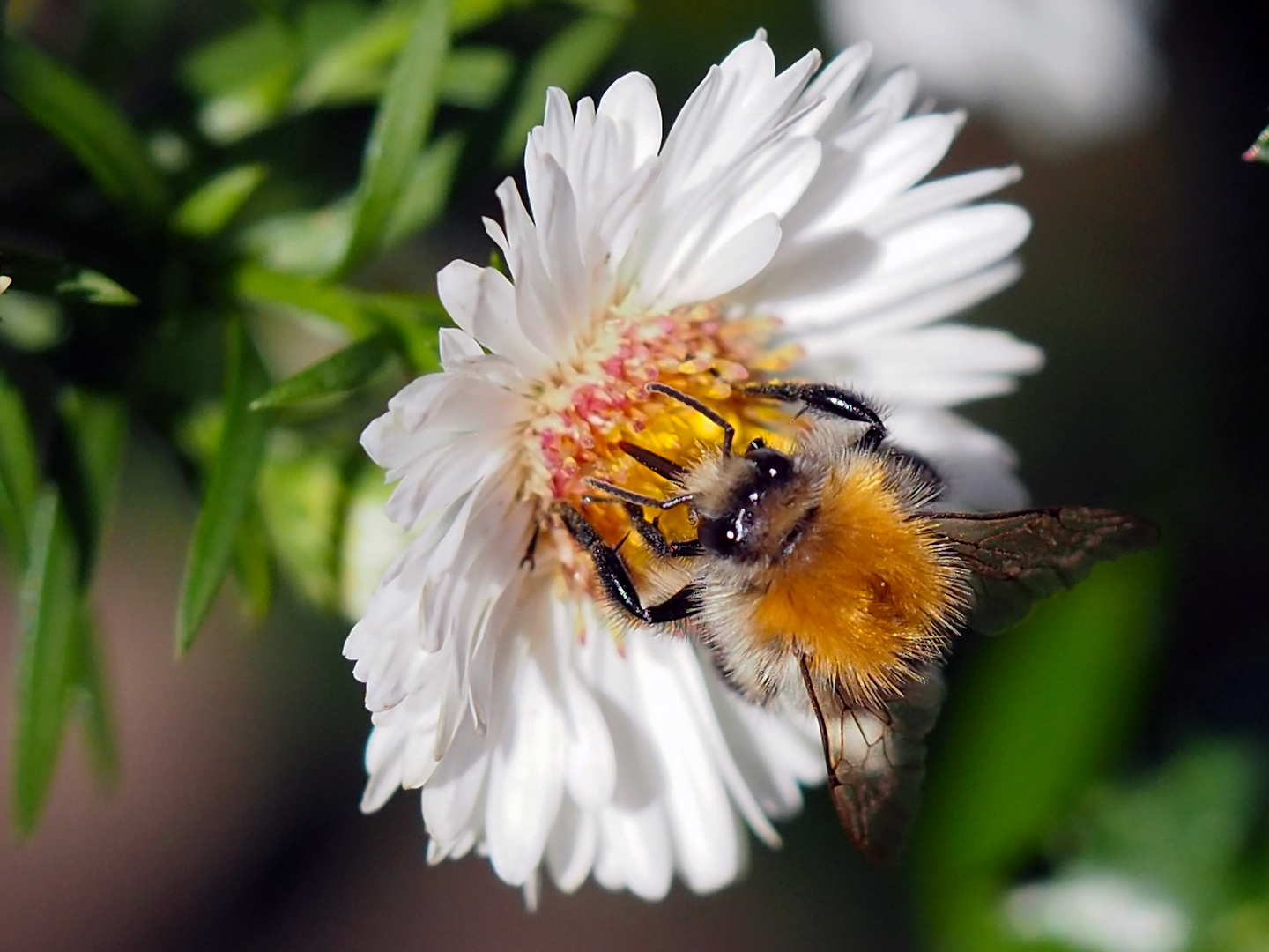 Ackerhummel auf Herbstaster