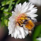 Ackerhummel auf Herbstaster