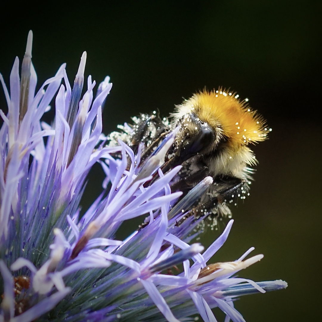 Ackerhummel auf Kugeldistel