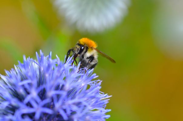 Ackerhummel auf Kugeldistel