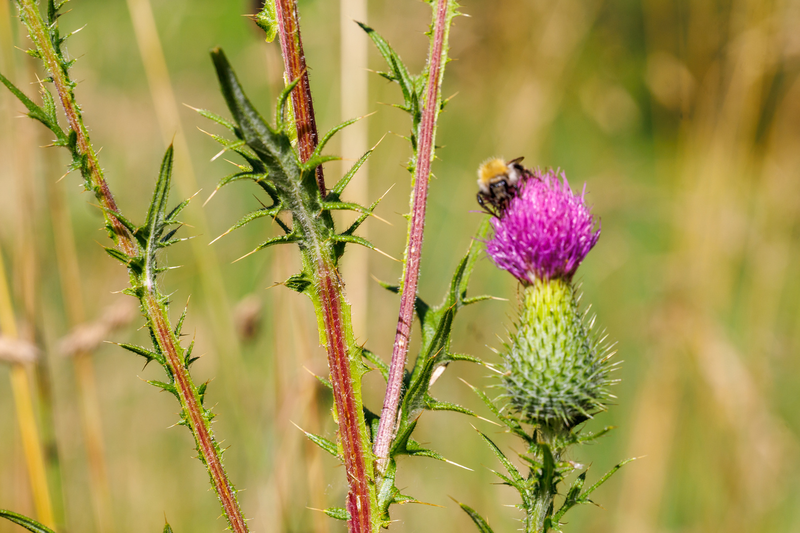 Ackerhummel auf Lanzett-Kratzdistel