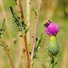 Ackerhummel auf Lanzett-Kratzdistel