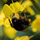 Ackerhummel auf Rapsblüte