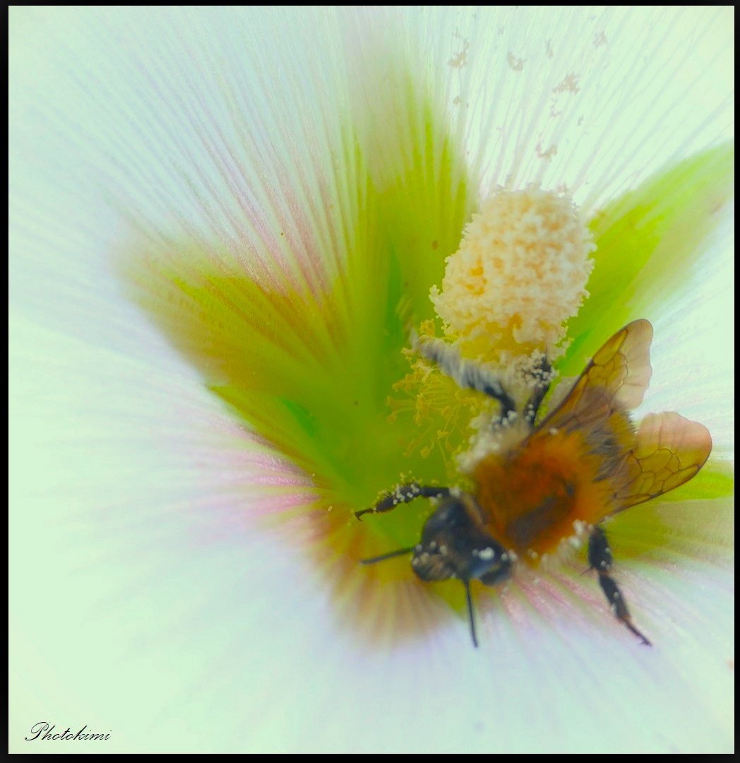 Ackerhummel auf Stockmalve (I)