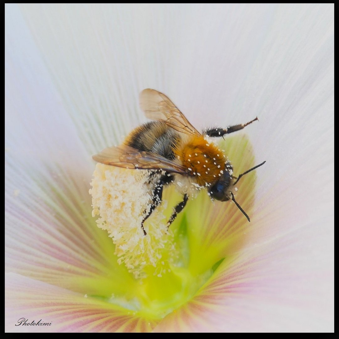 Ackerhummel auf Stockmalve (II)