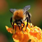 Ackerhummel auf Wandelröschen