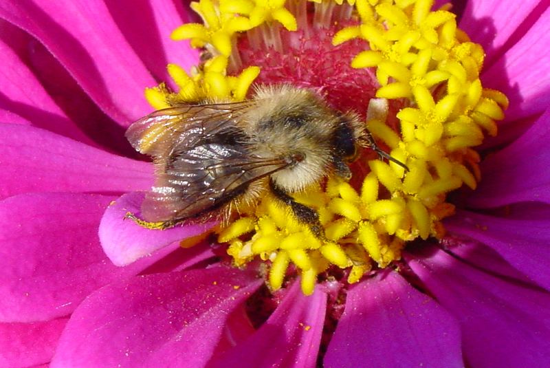 Ackerhummel auf Zinnia