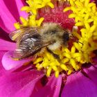 Ackerhummel auf Zinnia